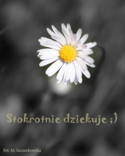stokrotnie dziekuje